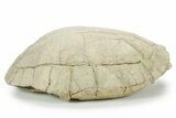 Inflated Fossil Tortoise (Testudo) w/ Limb Bone - South Dakota #355982-6